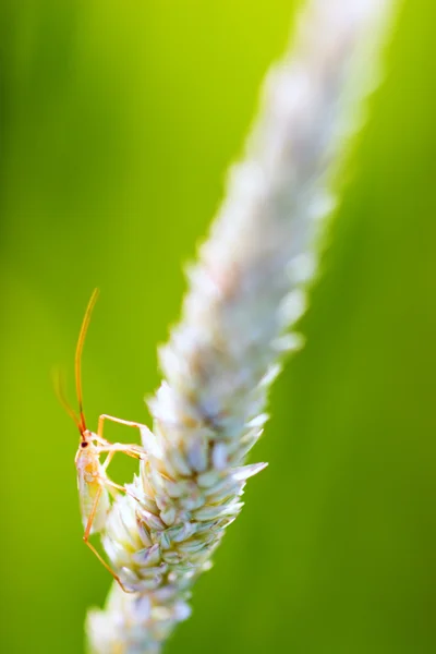 Комахи на пшеничній голові — стокове фото