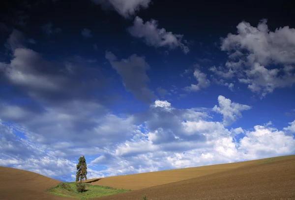Одинокое дерево в поле — стоковое фото
