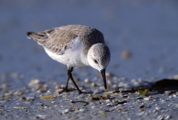 Drieteenstrandloper vogel voeding — Stockfoto