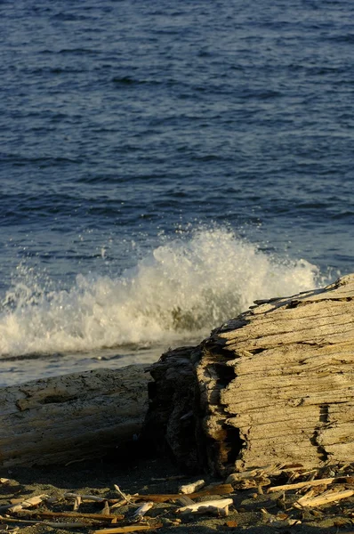 Vagues s'écrasant dans le bois flotté — Photo