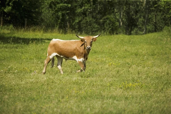 Bovino de cuerno largo — Foto de Stock