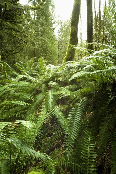 Foresta — Foto Stock