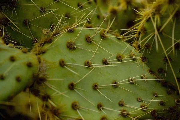 Close-Up Cactus — Stock Photo, Image