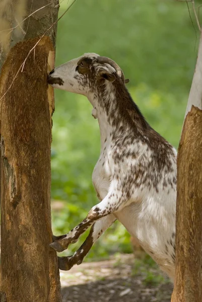 Chèvre mangeant de l'écorce d'arbre — Photo
