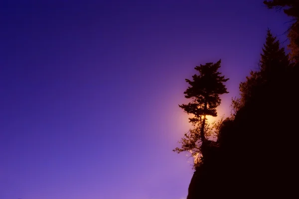 Silhouette d'arbre sur une colline — Photo