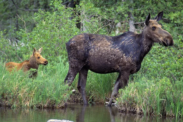 Moose buzağı ve inek — Stok fotoğraf