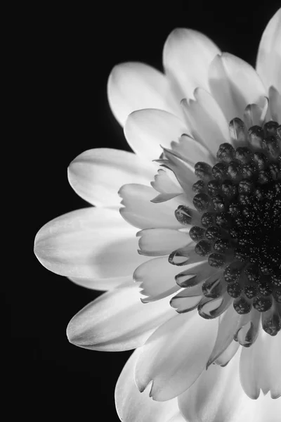Černá a bílá květina — Stock fotografie