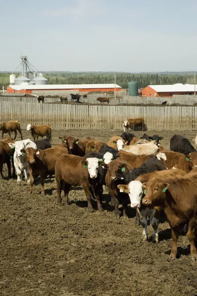 Herd Of Cattle — Stock Photo, Image