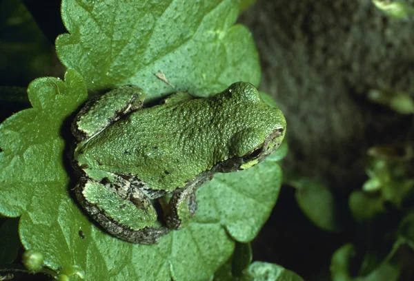 Gröna-färgade, grå lövgroda — Stockfoto