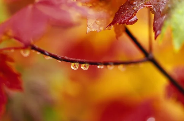 Gocce di rugiada sulle foglie d'autunno — Foto Stock