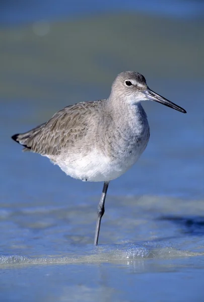 Pan Willet mořský — Stock fotografie