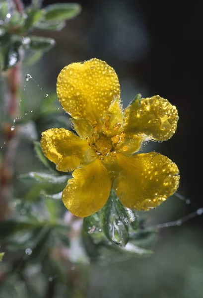 Květ rosou pokrytou mochna (potentilla žláznatá) — Stock fotografie