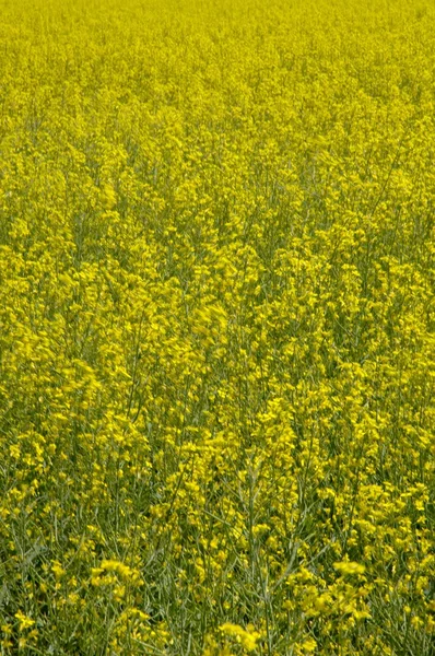 Rapsfeld — Stockfoto