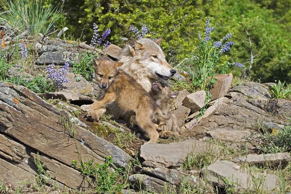 Lobo cachorros y madre en den sitio — Foto de Stock