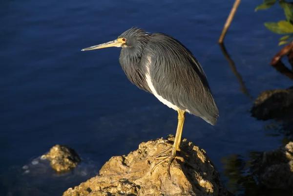 Driekleurenreiger op rots — Stockfoto