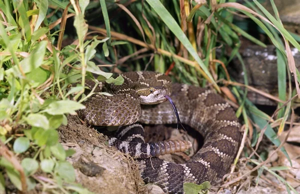Doğu diamondback çıngıraklı yılan — Stok fotoğraf