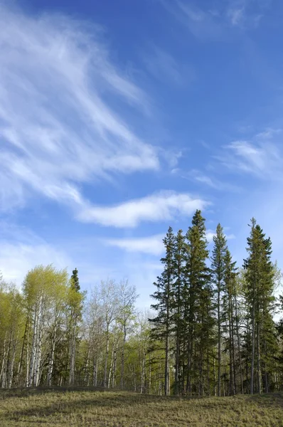 Träd och himmel — Stockfoto