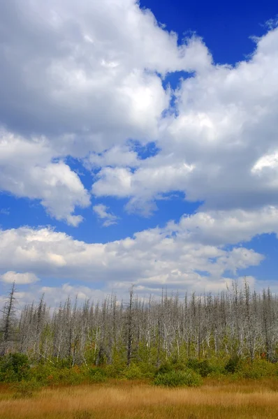 Облачное небо над мёртвыми деревьями с новым ростом — стоковое фото