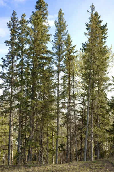 Trees — Stock Photo, Image