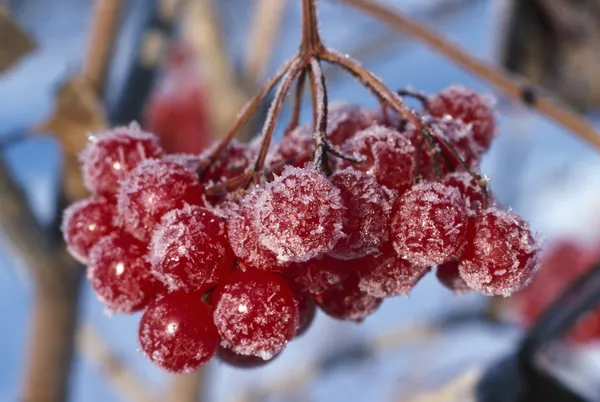 Fruit de canneberge de buisson avec le gel — Photo
