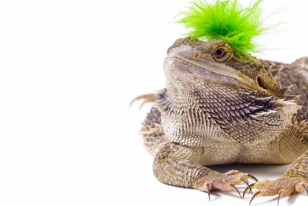 Bearded dragon ödla — Stockfoto