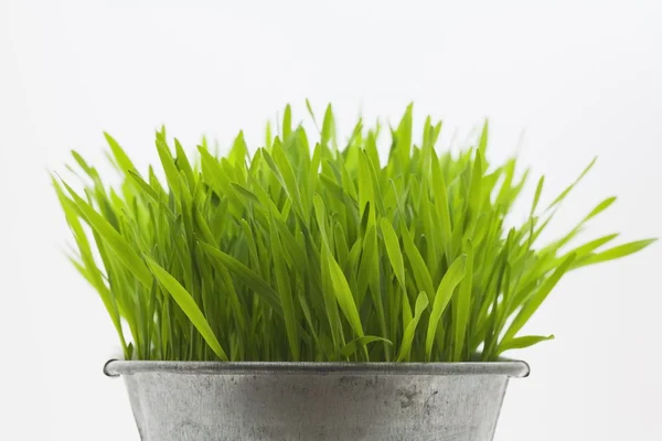 Grönt gräs i metall planter mot vit bakgrund — Stockfoto