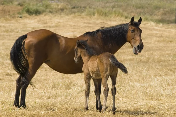 Mare With Foal — Stock Photo, Image