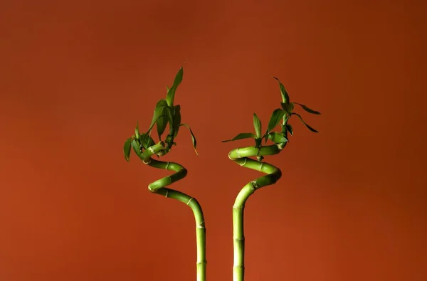 竹の茎 — ストック写真