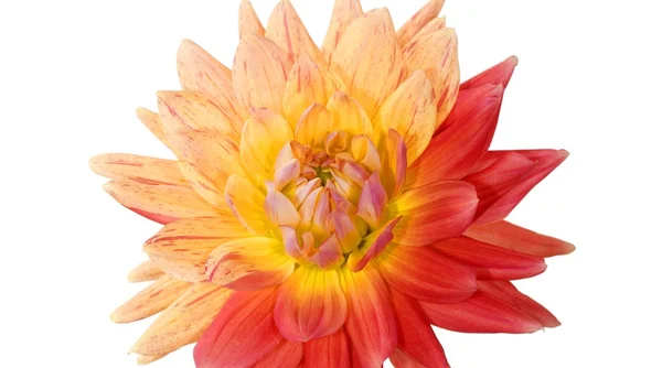 Multicolored Dahlia — Stock Photo, Image