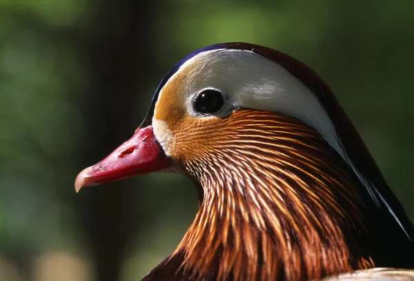 Tahta ördek — Stok fotoğraf