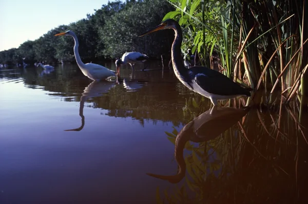 Louisiana Heron, Great Egret And Wood Stork On Mrazek Pond, Everglades National Park — Stock Photo, Image