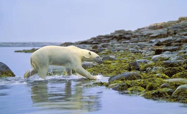 Polar Bear Running Out Of Water — Stock Photo, Image