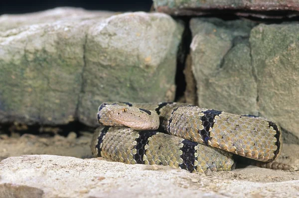 Serpente a sonagli di roccia fasciato arrotolato — Foto Stock