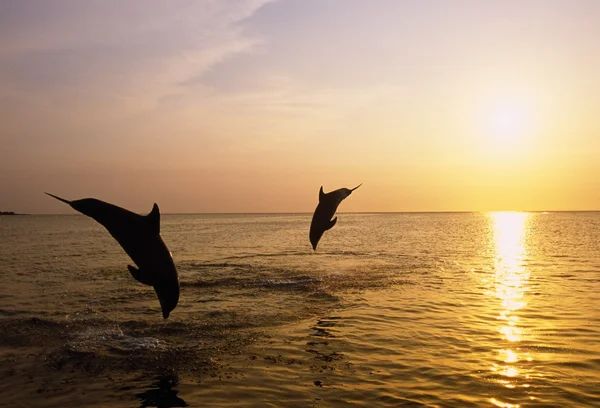 Silhouette Of Bottlenose Dolphins — Stock Photo, Image