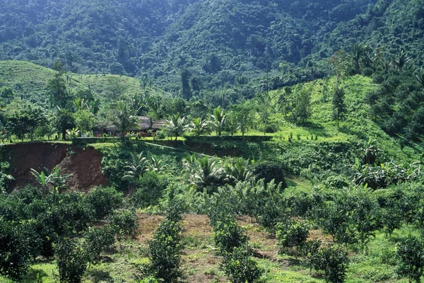 New Orchard Growth Replacing Tropical Forest — Stock Photo, Image