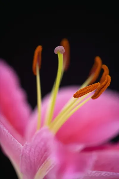 Roze lelie tegen zwarte achtergrond — Stockfoto