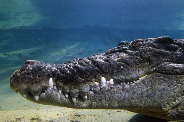 Unterwasserprofil eines Salzwasserkrokodils — Stockfoto