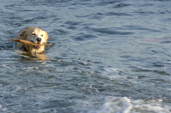 Hund hämtar stick — Stockfoto