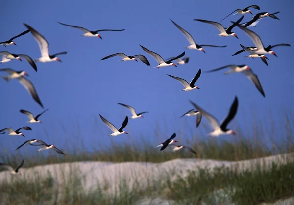 Flock Of Black Skimmers — Stock Photo, Image