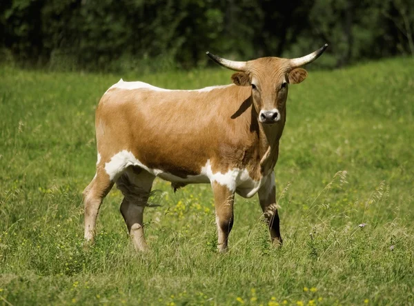 Longhorn Cow — Stock Photo, Image