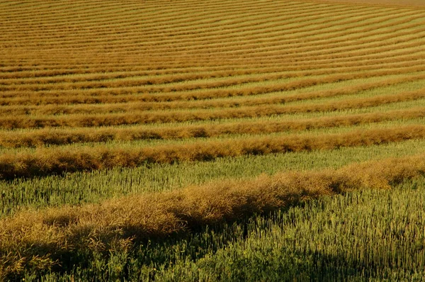 Rader av raps windrows — Stockfoto