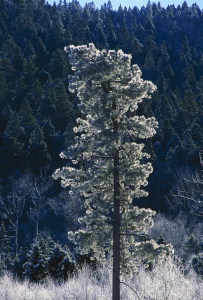 Frost kaplı ponderosa çam ağacı jemez Dağları — Stok fotoğraf