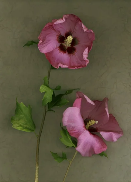 ピンクのハイビスカスの花 — ストック写真