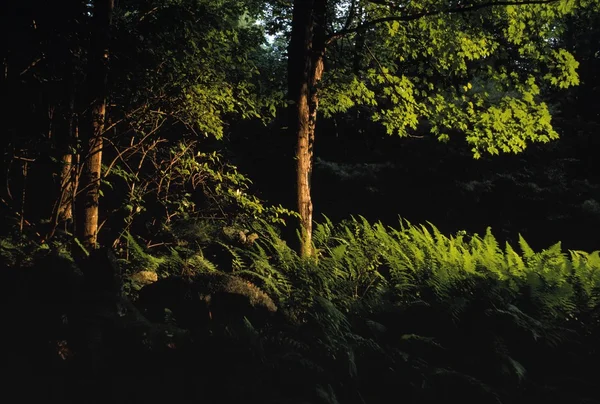 Floresta em luz e sombra — Fotografia de Stock