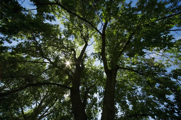 Vista sugli alberi — Foto Stock