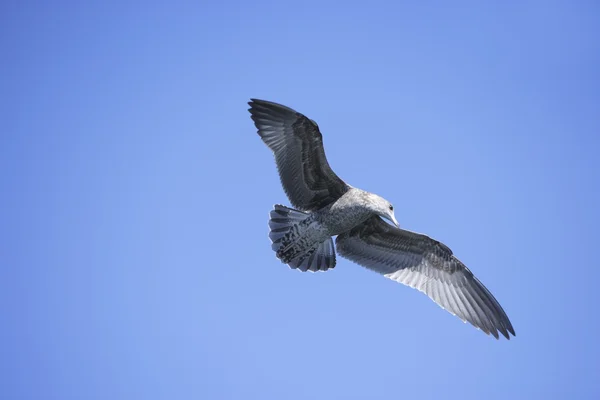 Gaviota volando —  Fotos de Stock