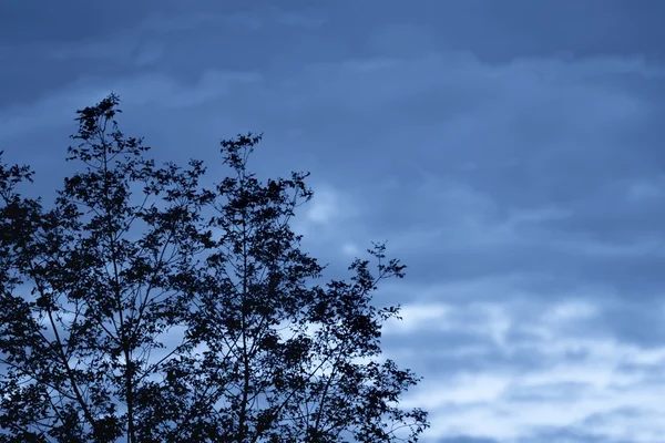 Trädets silhuett — Stockfoto