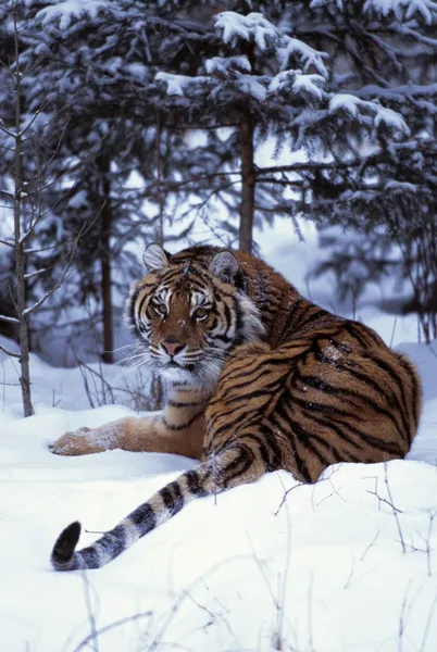 Tigre siberiano yaciendo en una montaña de nieve en el bosque — Foto de Stock