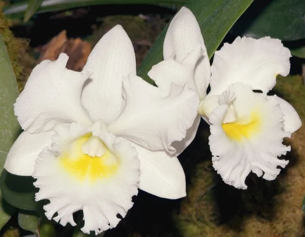 Orchidea di Cattleya — Foto Stock