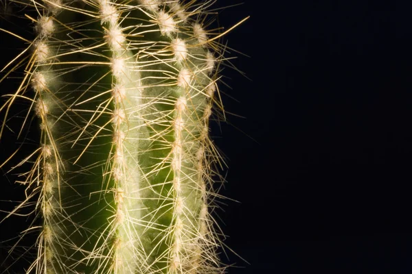 Cacto — Fotografia de Stock